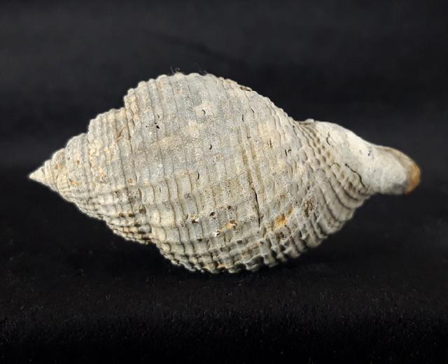 Cancellaria conradiana DALL 1890  - Bild © FossNet FossilienStore